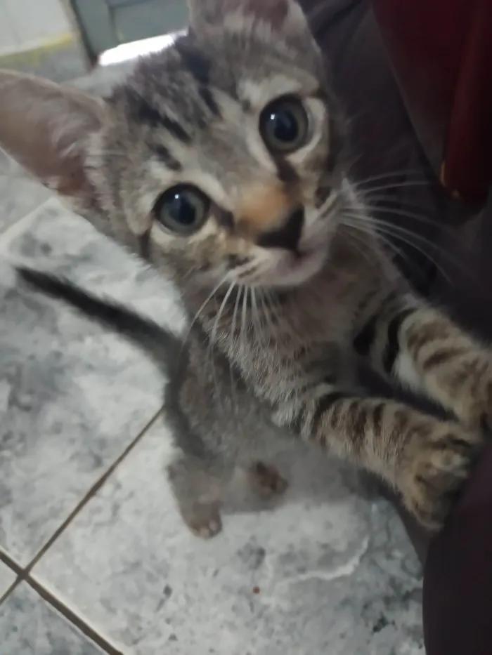 Gato ra a Exótico idade 2 a 6 meses nome Granola, Hero e Lillia (mais de um gato)