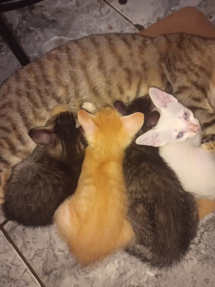 Gato ra a Exótico idade 2 a 6 meses nome Granola, Hero e Lillia (mais de um gato)