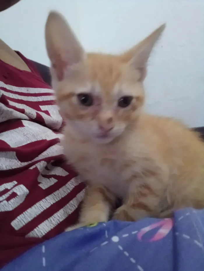 Gato ra a Exótico idade 2 a 6 meses nome Granola, Hero e Lillia (mais de um gato)