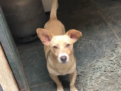 Cachorro raça SRD-ViraLata idade 2 anos nome scott