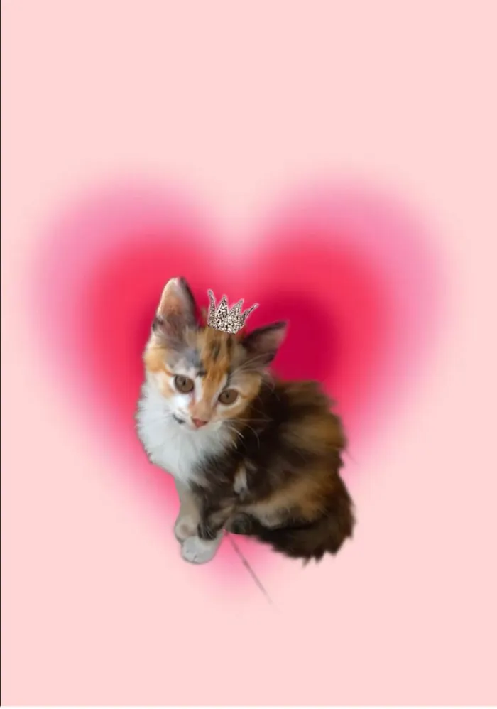 Gato ra a SRD-ViraLata idade 2 a 6 meses nome Pistache bb2meses linda pelo longo 