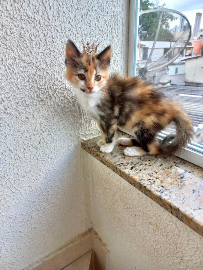Gato ra a SRD-ViraLata idade 2 a 6 meses nome Pistache bb2meses linda pelo longo 