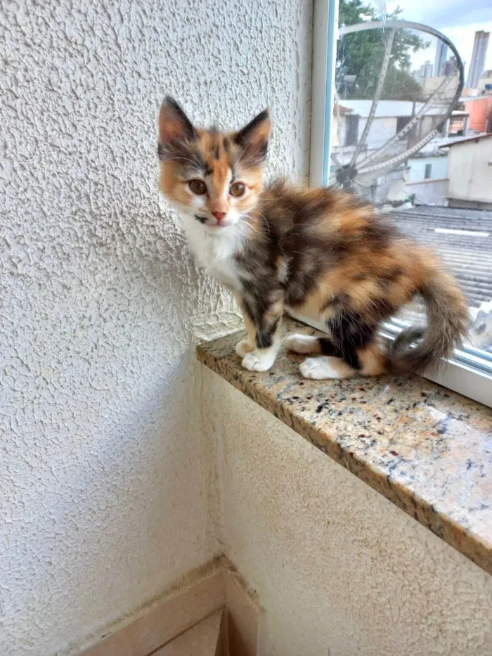 Gato ra a SRD-ViraLata idade 2 a 6 meses nome Pistache bb2meses linda pelo longo 