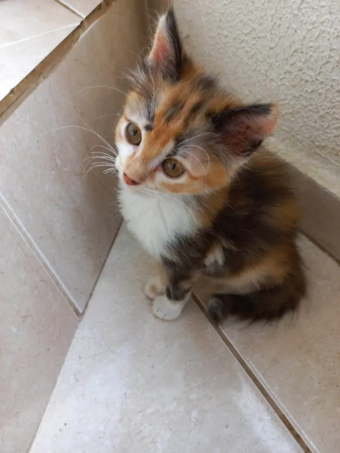 Gato ra a SRD-ViraLata idade 2 a 6 meses nome Pistache bb2meses linda pelo longo 