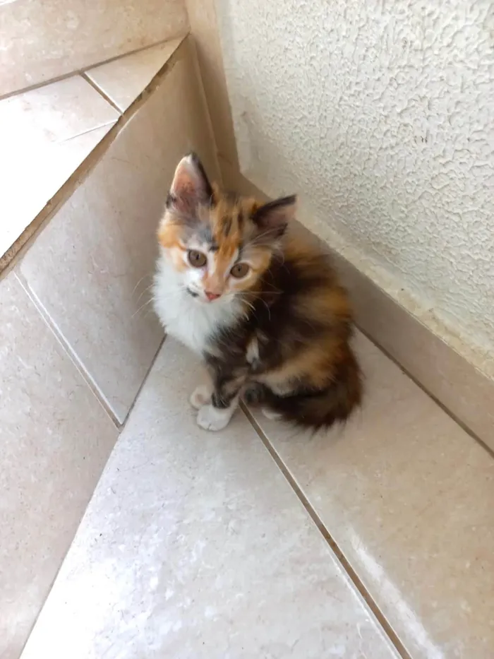 Gato ra a SRD-ViraLata idade 2 a 6 meses nome Pistache bb2meses linda pelo longo 