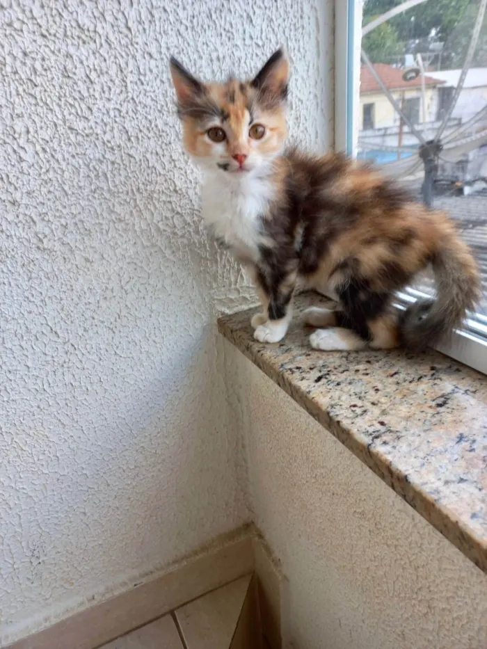 Gato ra a SRD-ViraLata idade 2 a 6 meses nome Pistache bb2meses linda pelo longo 