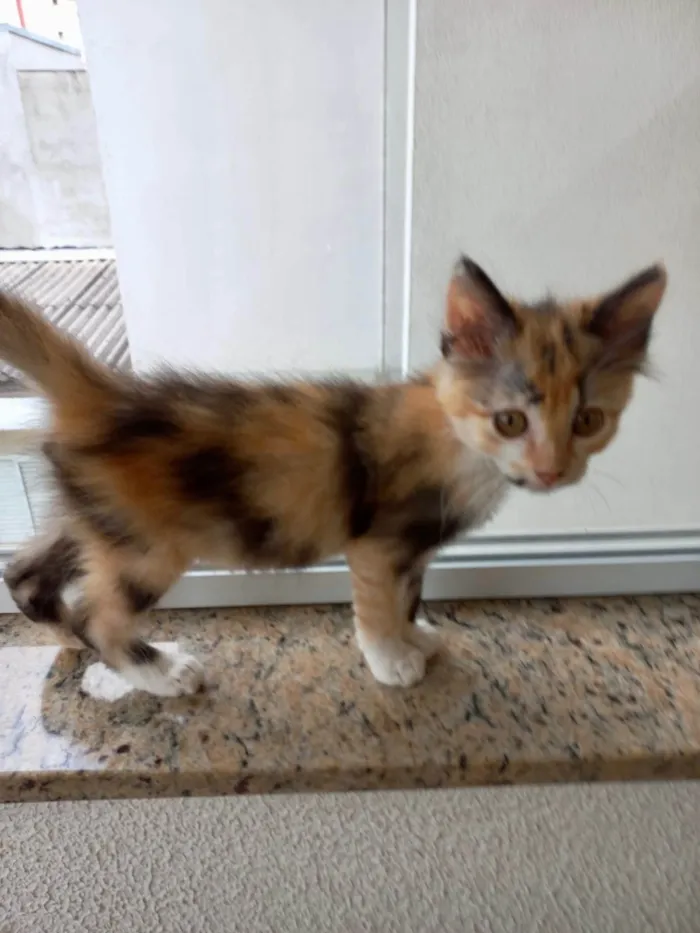 Gato ra a SRD-ViraLata idade 2 a 6 meses nome Pistache bb2meses linda pelo longo 