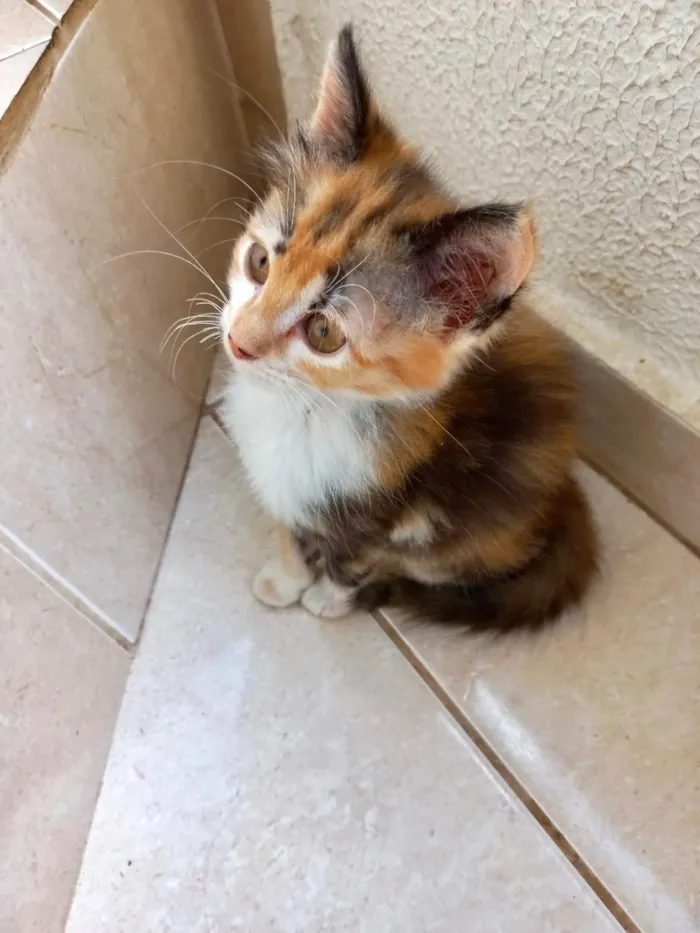 Gato ra a SRD-ViraLata idade 2 a 6 meses nome Pistache bb2meses linda pelo longo 