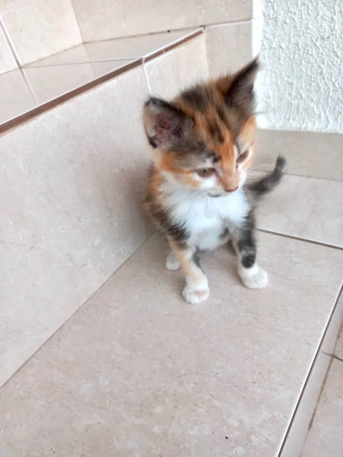 Gato ra a SRD-ViraLata idade 2 a 6 meses nome Pistache bb2meses linda pelo longo 