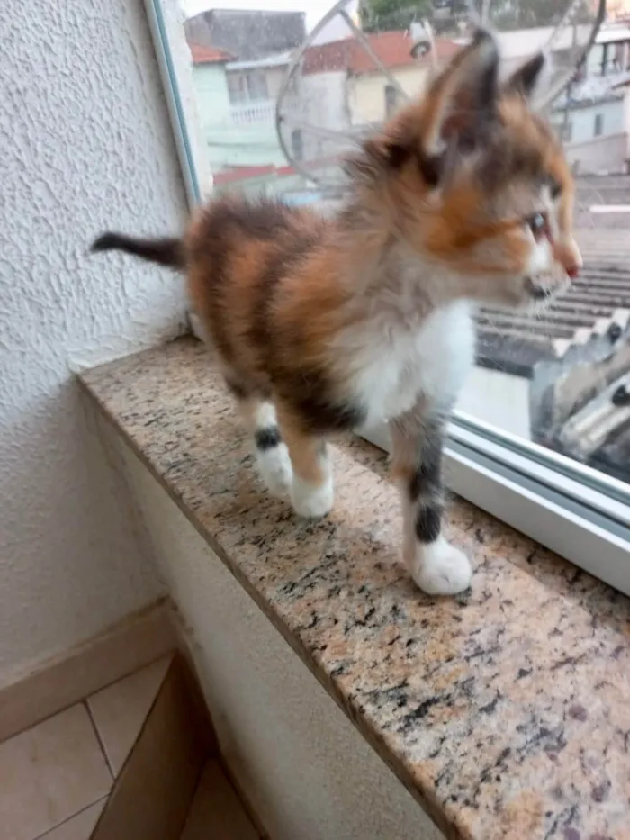 Gato ra a SRD-ViraLata idade 2 a 6 meses nome Pistache bb2meses linda pelo longo 