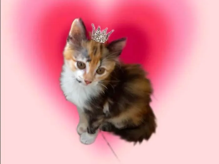 Gato ra a SRD-ViraLata idade 2 a 6 meses nome Pistache bb2meses linda pelo longo 