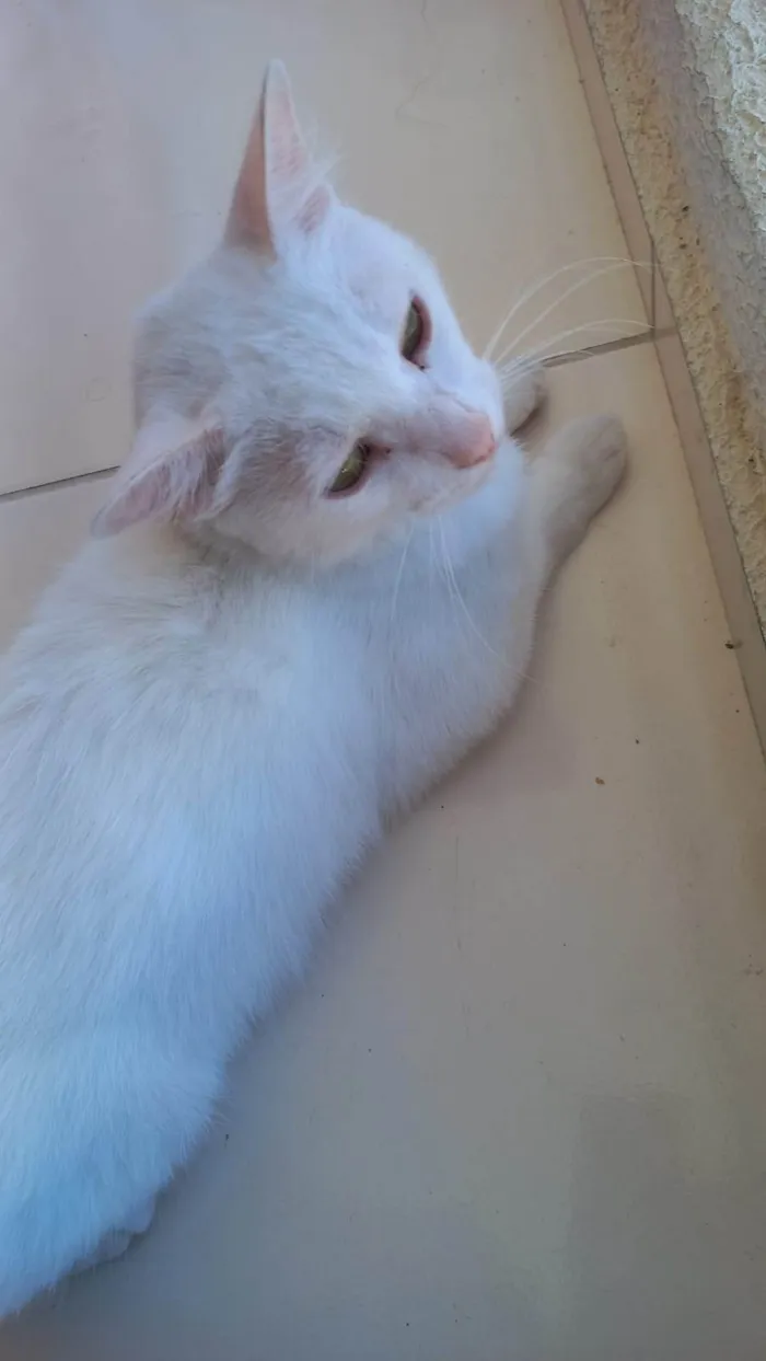 Gato ra a SRD-ViraLata idade 2 anos nome Gohan