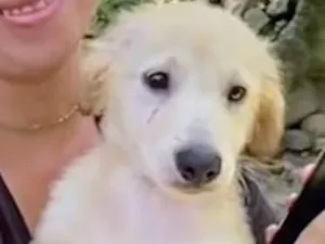 Cachorro raça SRD-ViraLata idade 2 a 6 meses nome Nugget