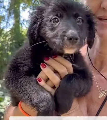 Cachorro ra a SRD-ViraLata idade 2 a 6 meses nome Sardinha 