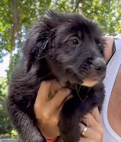 Cachorro ra a SRD-ViraLata idade 2 a 6 meses nome Sardinha 