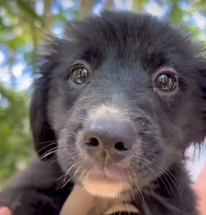 Cachorro ra a SRD-ViraLata idade 2 a 6 meses nome Sardinha 