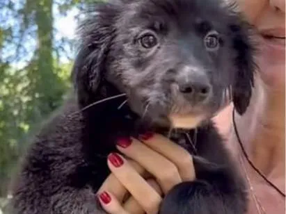 Cachorro ra a SRD-ViraLata idade 2 a 6 meses nome Sardinha 