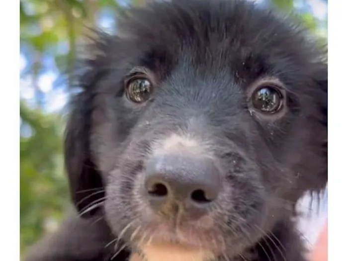 Cachorro ra a SRD-ViraLata idade 2 a 6 meses nome Sardinha 