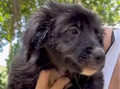 Cachorro ra a SRD-ViraLata idade 2 a 6 meses nome Sardinha 