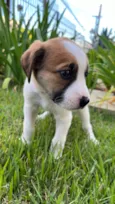 pequena