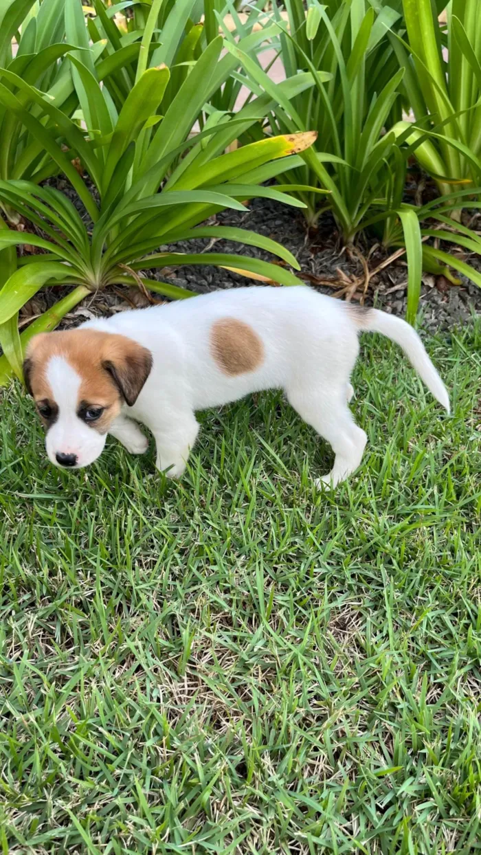 Cachorro ra a SRD-ViraLata idade Abaixo de 2 meses nome pequena