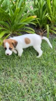 pequena