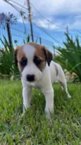 pequena