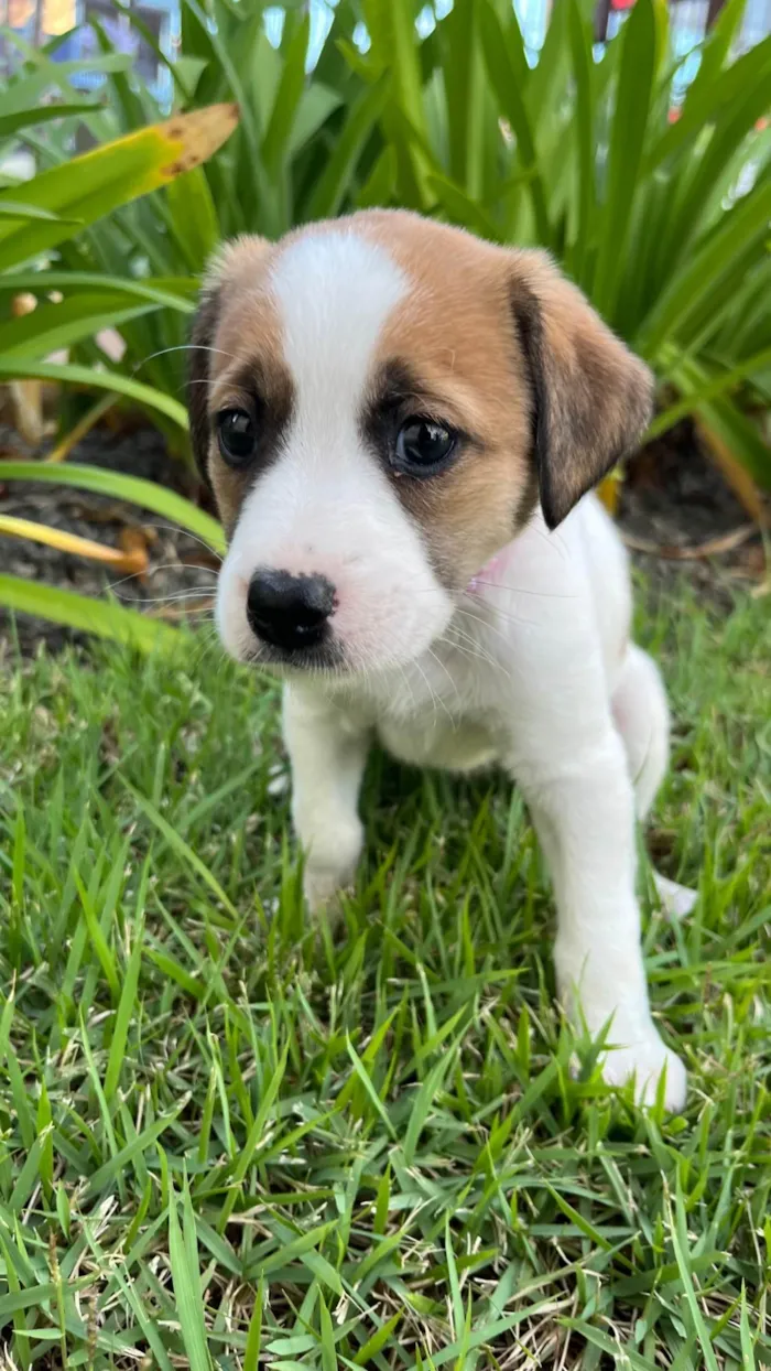 Cachorro ra a SRD-ViraLata idade Abaixo de 2 meses nome pequena