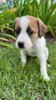 pequena