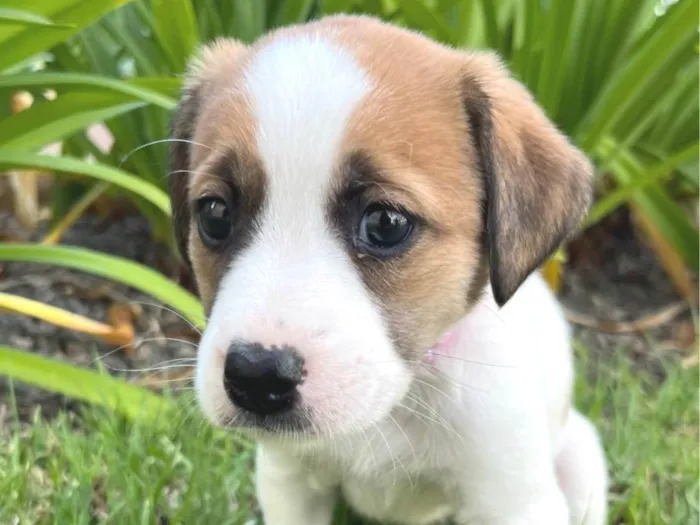 Cachorro ra a SRD-ViraLata idade Abaixo de 2 meses nome pequena
