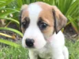 pequena