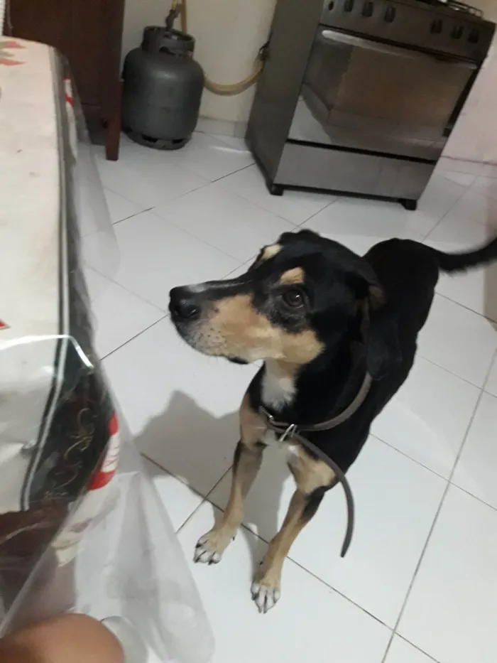 Cachorro ra a SRD-ViraLata idade 3 anos nome Latrel