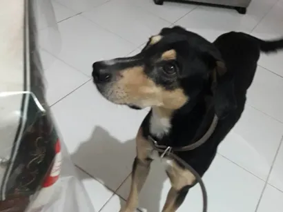 Cachorro raça SRD-ViraLata idade 3 anos nome Latrel