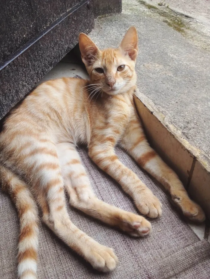 Gato ra a SRD-ViraLata idade 2 a 6 meses nome Seninha