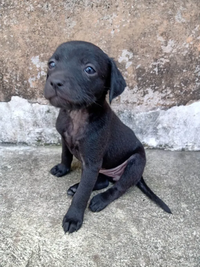 Cachorro ra a SRD-ViraLata idade 2 a 6 meses nome baby