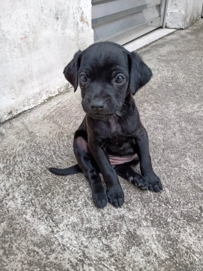 Cachorro ra a SRD-ViraLata idade 2 a 6 meses nome baby