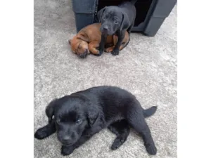 Cachorro raça SRD-ViraLata idade 2 a 6 meses nome baby