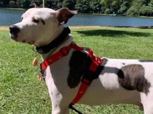 Cachorro raça Pit-Bull idade 2 anos nome Maui