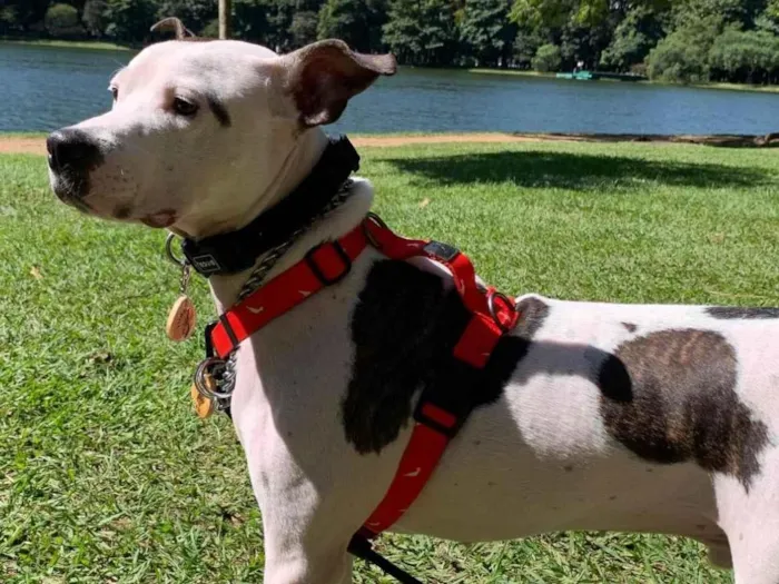 Cachorro ra a Pit-Bull idade 2 anos nome Maui