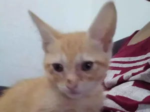 Gato raça Exótico idade 2 a 6 meses nome Granola, Hero e Lillia (mais de um gato)