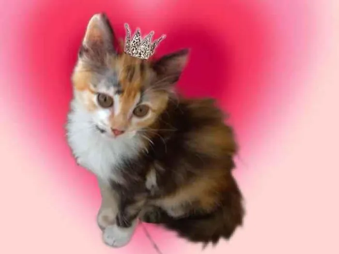 Gato ra a SRD-ViraLata idade 2 a 6 meses nome Pistache bb2meses linda pelo longo 
