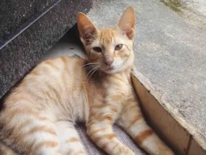 Gato raça SRD-ViraLata idade 2 a 6 meses nome Seninha