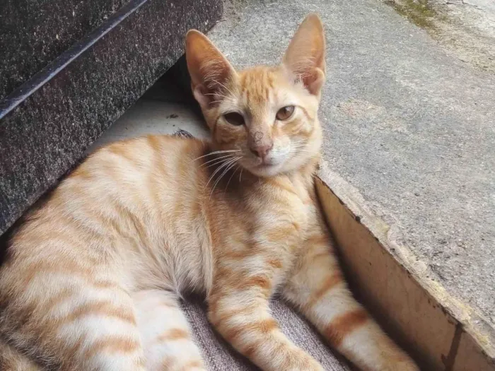 Gato ra a SRD-ViraLata idade 2 a 6 meses nome Seninha