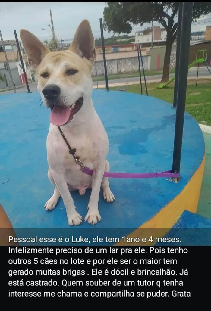 Cachorro ra a SRD-ViraLata idade 1 ano nome Luke