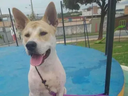 Cachorro raça SRD-ViraLata idade 1 ano nome Luke