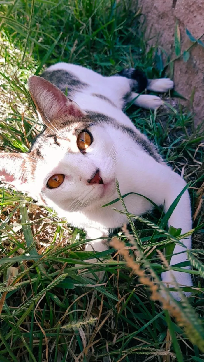 Gato ra a SRD-ViraLata idade 7 a 11 meses nome Salvatore 