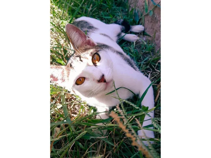 Gato ra a SRD-ViraLata idade 7 a 11 meses nome Salvatore 