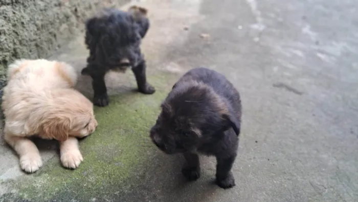 Cachorro ra a SRD-ViraLata idade 2 a 6 meses nome Não tem nome ainda 