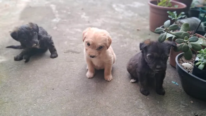 Cachorro ra a SRD-ViraLata idade 2 a 6 meses nome Não tem nome ainda 