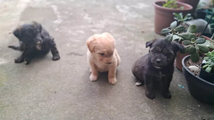 Cachorro ra a SRD-ViraLata idade 2 a 6 meses nome Não tem nome ainda 